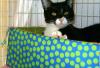 Ms. Mishi (pic. #4)