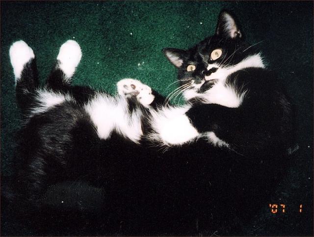 Scooter (pic. #3)