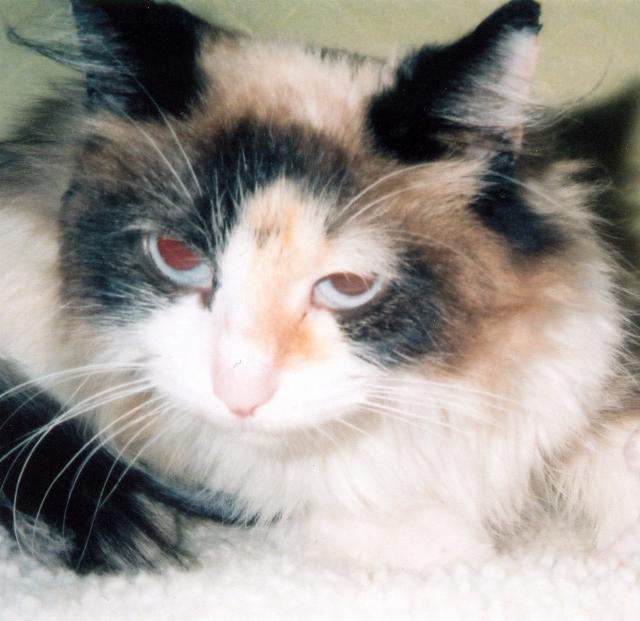 Isabella
