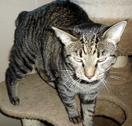 Baby Skeeter (pic. #2)