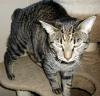Baby Skeeter (pic. #2)